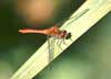 ruddy darter